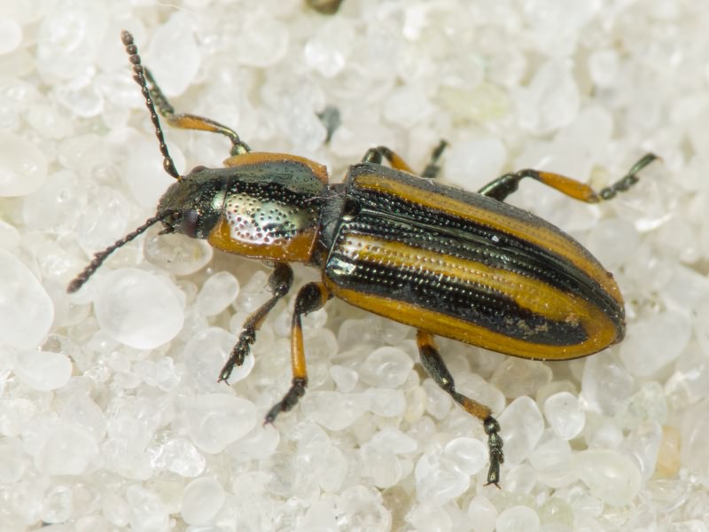 Prasocuris phellandrii (Linnaeus, 1758)